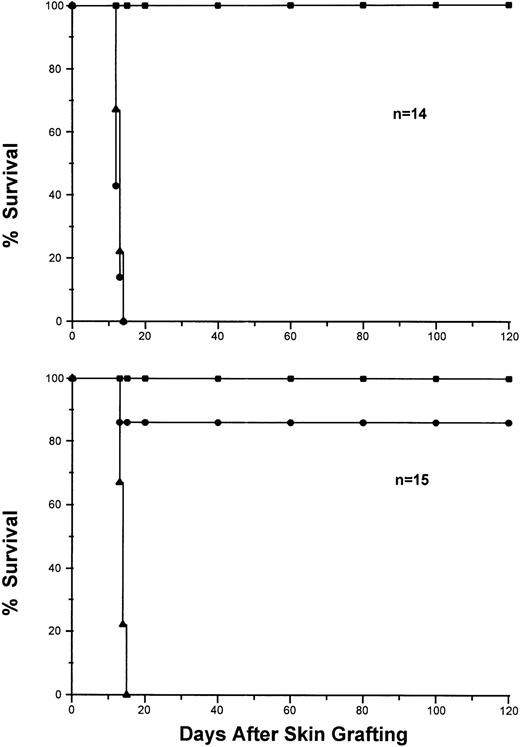 Fig. 1. Induction of long-term donor-specific skin graft survival by pretransplantation infusion of donor splenocytes. 2CF1transgenic mice were injected IV with splenocytes from Ld-syngeneic mice (top, n = 14) or Ld+ mice (bottom, n = 15). Eighteen days after injection, each mouse was given skin grafts from SJL (▴), BYJ (•) and (B6×dm2)F1 (▪). The grafts were monitored and scored after skin transplantation for more than 120 days.