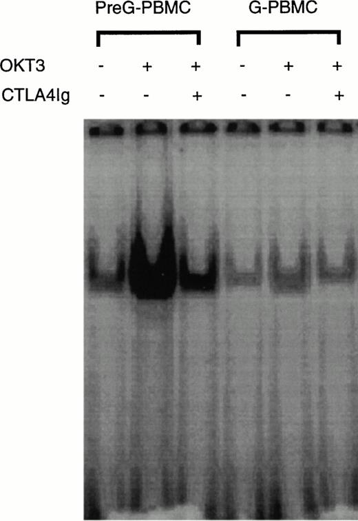 Fig. 4. EMSA of CD28RC in OKT3-stimulated preG- and G-CD4 cells. 1 × 106/mL unfractionated preG-PBMCs and G-PBMCs were cultured for 4 hours in OKT3-coated T75 culture flasks in the presence or absence of CTLA4Ig. One microgram of nuclear extract isolated from CD4 cells purified by immunomagnetic enrichment was used for the EMSA. Results from one of four experiments are shown.