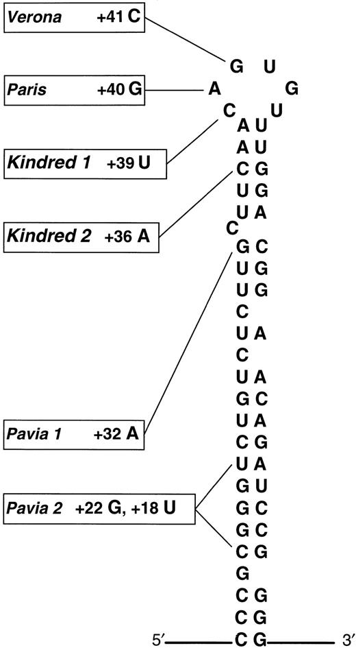 Fig. 1. Schematic representation of the L-ferritin IRE adapted from Cazzola et al showing the updated distribution of genotypic abnormalities in HHCS. Substitutions +39 C → U in kindred 1 and +36 C → A lie within the apical loop and upper stem, respectively. (Adapted and reprinted with permission.1)