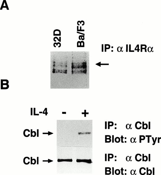Fig. 1. IL-4 phosphorylates c-Cbl on tyrosine residues. (A) Ba/F3 cells express endogenous IL-4R. Methionine-labeled Ba/F3 and 32D cells were lysed, immunoprecipitated with anti-α subunit of IL-4R. The immunoprecipitates were subjected to sodium dodecyl sulfate-polyacrylamide gel electrophoresis (SDS-PAGE) and visualized by autoradiography. An arrow indicates the 140-kD α subunit of IL-4R. (B) Tyrosine phosphorylation of c-Cbl by IL-4. Ba/F3 cells were serum-starved for 10 hours and stimulated with murine IL-4 (10 ng/mL) for 5 minutes at 37°C, lysed, and immunoprecipitated with anti–c-Cbl antibody. The immunoprecipitates were subjected to immunoblotting with antiphosphotyrosine antibody, 4G10 (upper panel) or anti–c-Cbl antibody (lower panel). An arrow indicates c-Cbl.
