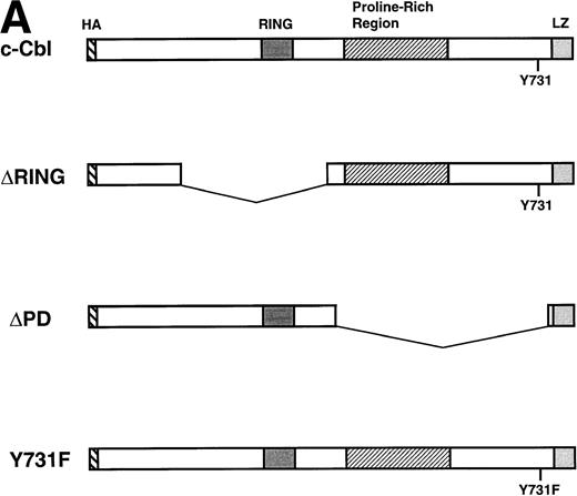Fig. 3. IL-4 phosphorylates the region within aa 492-877 of c-Cbl. (A) Constructs of cDNAs for wild-type and deletion mutants of c-Cbl epitope-tagged with an HA peptide. ▿RING-Cbl lacks aa 193-491 including the RING finger domain and ▿PD-Cbl lacks aa 492-877 including the proline-rich domain of c-Cbl. HA, a nine amino acid HA peptide (YPYDVPDYA) from the human influenza virus. RING, the RING finger motif. LZ, the leucine zipper motif. (B) Expression and tyrosine phosphorylation of deletion mutants of c-Cbl by IL-4 stimulation. The cDNAs encoding deletion mutants, ▿RING-Cbl and ▿PD-Cbl, were introduced into Ba/F3 cells by the retroviral vector, and stable transfectants, ▿RING and ▿PD cells were established. These cells were stimulated with IL-4 (10 ng/mL) for 5 minutes at 37°C, lysed, and immunoprecipitated with anti–c-Cbl antibody. The immunoprecipitates were then subjected to the immunoblotting with antiphosphotyrosine antibody (upper panel) or anti-HA monoclonal antibody, 12CA5 (lower panel).