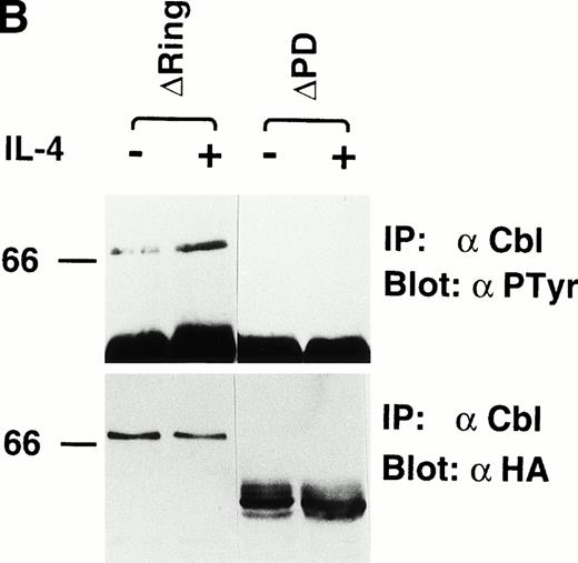 Fig. 3. IL-4 phosphorylates the region within aa 492-877 of c-Cbl. (A) Constructs of cDNAs for wild-type and deletion mutants of c-Cbl epitope-tagged with an HA peptide. ▿RING-Cbl lacks aa 193-491 including the RING finger domain and ▿PD-Cbl lacks aa 492-877 including the proline-rich domain of c-Cbl. HA, a nine amino acid HA peptide (YPYDVPDYA) from the human influenza virus. RING, the RING finger motif. LZ, the leucine zipper motif. (B) Expression and tyrosine phosphorylation of deletion mutants of c-Cbl by IL-4 stimulation. The cDNAs encoding deletion mutants, ▿RING-Cbl and ▿PD-Cbl, were introduced into Ba/F3 cells by the retroviral vector, and stable transfectants, ▿RING and ▿PD cells were established. These cells were stimulated with IL-4 (10 ng/mL) for 5 minutes at 37°C, lysed, and immunoprecipitated with anti–c-Cbl antibody. The immunoprecipitates were then subjected to the immunoblotting with antiphosphotyrosine antibody (upper panel) or anti-HA monoclonal antibody, 12CA5 (lower panel).