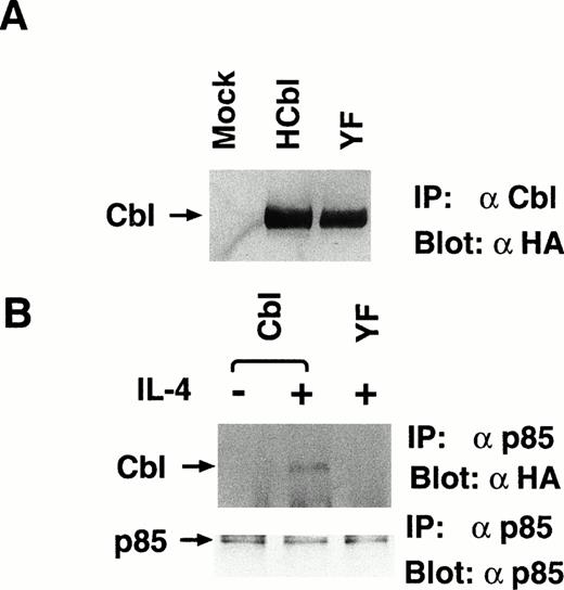 Fig. 5. The Y731F mutant of c-Cbl cannot associate with p85 by IL-4 stimulation. (A) The establishment of YF cells, which stably express Y731F mutant of c-Cbl. Lysates from mock, HCbl, and YF cells were immunoprecipitated with anti–c-Cbl antibody and subjected to the immunoblotting with anti-HA antibody, 12CA5. The construct of Y731F mutant of c-Cbl is presented in Fig 3A. An arrow indicates c-Cbl. (B) Y731F c-Cbl mutant cannot associate with p85. Lysates from HCbl and YF stimulated with IL-4 (10 ng/mL) for 5 minutes at 37°C were immunoprecipitated with anti-p85 antibody, followed by the immunoblotting with antiphosphotyrosine antibody (upper panel) or anti-p85 antibody (lower panel). An arrow indicates c-Cbl.