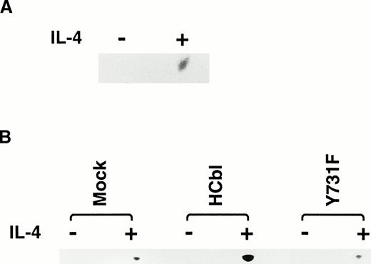 Fig. 6. Tyrosine 731 of c-Cbl is critical for enhancing PI3 kinase activity. (A) IL-4 activates c-Cbl–associated PI3 kinase in Ba/F3 cells. Lysates from Ba/F3 cells stimulated with or without IL-4 were immunoprecipitated with anti–c-Cbl antibody. The immunoprecipitates were subjected to the PI3 kinase assay. (B) The PI3 kinase assay of mock, HCbl, and YF cells stimulated with or without IL-4. Lysates from mock, HCbl and YF cells stimulated with or without IL-4 were immunoprecipitated with antiphosphotyrosine antibody. The immunoprecipitates were then subjected to the PI-3 kinase assay. (C) The thymidine incorporation assay of HCbl and YF cells in the presence or absence of IL-4 (10 ng/mL). The growth rates were expressed as in Fig 2D. The data for HCbl cells are the same as presented in Fig 2D. (D) Growth of HCbl and YF cells in the presence of IL-4. HCbl and mock cells were cultured in RPMI containing 5% FCS and IL-4 (1 ng/mL), but without IL-3. The data for HCbl cells are the same as presented in Fig 2B.
