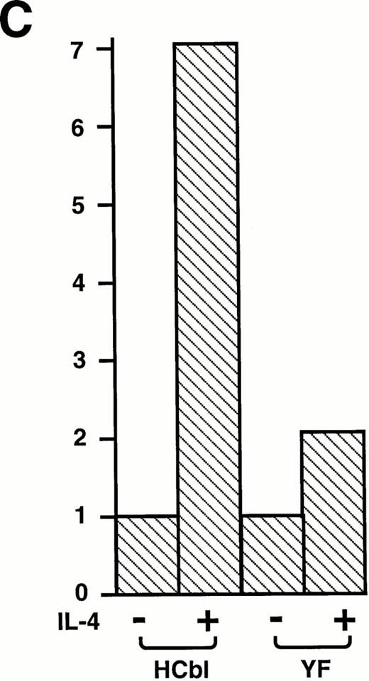 Fig. 6. Tyrosine 731 of c-Cbl is critical for enhancing PI3 kinase activity. (A) IL-4 activates c-Cbl–associated PI3 kinase in Ba/F3 cells. Lysates from Ba/F3 cells stimulated with or without IL-4 were immunoprecipitated with anti–c-Cbl antibody. The immunoprecipitates were subjected to the PI3 kinase assay. (B) The PI3 kinase assay of mock, HCbl, and YF cells stimulated with or without IL-4. Lysates from mock, HCbl and YF cells stimulated with or without IL-4 were immunoprecipitated with antiphosphotyrosine antibody. The immunoprecipitates were then subjected to the PI-3 kinase assay. (C) The thymidine incorporation assay of HCbl and YF cells in the presence or absence of IL-4 (10 ng/mL). The growth rates were expressed as in Fig 2D. The data for HCbl cells are the same as presented in Fig 2D. (D) Growth of HCbl and YF cells in the presence of IL-4. HCbl and mock cells were cultured in RPMI containing 5% FCS and IL-4 (1 ng/mL), but without IL-3. The data for HCbl cells are the same as presented in Fig 2B.