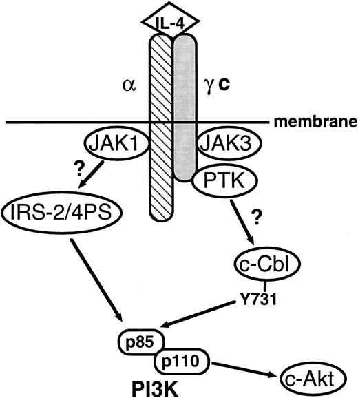 Fig. 7. Schematic representation of the signaling pathway of IL-4R. In this study, we showed that c-Cbl serves as a second pathway linking IL-4R with the PI3 kinase pathway. α, the α subunit of IL-4R; γc, the γ subunit of IL-4R; c-Akt, c-Akt serine/threonine kinase.49