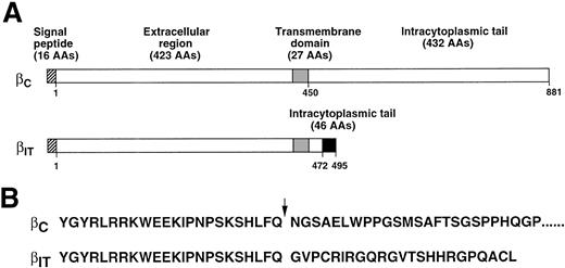 Fig. 2. (A) Protein structure of the GMRβC chain compared with predicted structure of the βIT chain formed by splicing out the 104-bp exon in the membrane-proximal region. (▪) New carboxy-terminal tail of 23 amino acids created by the deletion. (B) Amino acid sequence of the intracytoplasmic tails of βC and βIT chains. The point of sequence divergence is marked by an arrow.