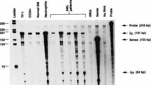 Fig. 3. RNAse protection analysis of the GMRβ chain using total RNA from hematopoietic cell lines (TF-1), primary myeloid cells (purified neutrophils, CD34+ cells, and mononuclear cells from normal bone marrow), and leukemic blasts from patients with AML. The full-length probe of 248 bp protected a fragment of 191 bp from nucleotides 1429 to 1620 of the published βC chain sequence17 and 64 bp for the βIT chain.