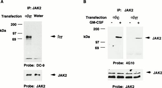 Fig. 6. JAK2 association with the βIT chain and subsequent phosphorylation by stimulation with GM-CSF. (A) Cell lysates from COS-7 cells transfected with either water or GMRα + βIT DNA (αβIT) were immunoprecipitated (IP) with an anti-JAK2 antibody, and the proteins were separated on SDS-PAGE, transferred to nitrocellulose, and probed using antibodies to the extracellular portion of the β chain (DC-9) or JAK2. (B) COS-7 cells transfected with either GMRα + βC(αβC) or GMRα + βIT(αβIT) were stimulated without (−) or with (+) saturating concentrations of GM-CSF, lysed, and immunoprecipitated with an anti-JAK2 antibody. After SDS-PAGE and transfer to nitrocellulose, the blots were probed with an antiphosphotyrosine antibody (4G10) or anti-JAK2 antibody.