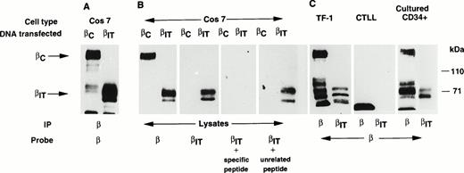 Fig. 7. Protein expression of the βIT chain. (A) Anti-β immunoprecipitation and Western blotting of COS-7 cells transiently transfected with either βC or βIT. (B) Western blots of cell lysates from COS-7 cells transfected with βC or βIT and probed with either anti-β antibody, anti-βIT antibody, or anti-βIT + specific or unrelated peptide. (C) Western blots of anti-β or anti-βIT immunoprecipitates from hematopoietic cell lines (TF-1 and CTLL) or primary CD34+cells cultured for 8 days in stem cell factor, IL-3, and IL-6 and probed with anti-β antibody.