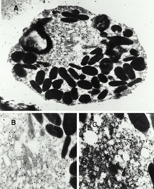 Fig. 8. Intracellular localization of the 15-LOX in human eosinophilic granulocytes. Cell preparation and immunogold labeling was performed as described in the Materials and Methods section. (A) Unstimulated eosinophilic granulocyte (12,700-fold magnification); (B) unstimulated eosinophilic granulocyte (30,400-fold magnification); (C) eosinophilic granulocyte stimulated with 4 μmol/L calcium ionophore A 23187 (29,600-fold magnification).
