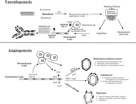 Fig. 1. The formation of new vessels during vasculogenesis and angiogenesis. Vasculogenesis, the de novo organization of ECs into vessels in the absence of preexisting vascular structures, takes place during embryogenesis in the blood islands of the yolk sac (pictured) and in the embryo through expression of growth factors, in particular fibroblast growth factor (FGF) and vascular endothelial growth factor (VEGF). The tyrosine receptor kinases, VEGFR-1 (flk-1) and VEGFR-2 (flt-1), are expressed on mesenchymal cells and newly formed ECs, respectively, and are essential for the generation and proliferation of new ECs and the formation of tubal EC structures. Angiogenesis, the continued expansion of the vascular tree, is mediated through the expression of additional tyrosine kinase receptors, tie-2 (tek), which binds to Ang1 and Ang2 (angiopoietins), resulting in the maintenance of mature vessels, the development of new vessels, and the regression of formed vessels in processes dependent on a combination of factors, most notably the presence or absence of growth factors.