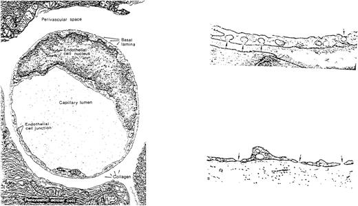 Fig. 2. EC heterogeneity. (A) Electron micrograph showing the junction between two capillary ECs in a guinea pig pancreas (micrographs reprinted with permission from R.F. Bolender, The Journal of Cell Biology, 1974, vol. 61, p. 269). (B) Electron micrograph demonstrating the diversity of ECs from two types of capillaries: (1) vesicular invaginations (arrow) on both luminal and abluminal plasma membrane of a muscle capillary EC; (2) fenestrated capillary from the lamina propria of the colon with thin diaphragms (arrow) covering the plasma membrane pores (micrographs reprinted with permission from E. Weihe, Textbook of Histology, (ed 12), 1994, p. 391, courtesy of Chapman and Hall).