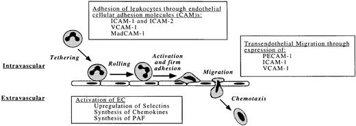 Fig. 3. Physiologic interaction of leukocytes with the endothelium. Leukocyte adhesion and transmigration occurs during inflammation, usually at the postcapillary venules where shear stress is lowest.
