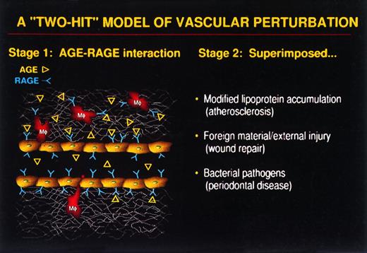 Fig. 6. A two-hit model of vascular perturbation. Stage 1 shows the interaction between AGEs, modified biochemical species and their receptors (RAGEs), transmembrane protein receptors of the Ig family present at low levels on a range of cells including ECs in addition to macrophages (Mfs), smooth muscle cells, and neurons. AGEs may perturb the normal physiologic function of the modified species and thus alter the EC's normal vascular functions. Stage 2 details subsequent perturbations resulting from the superimposed stimuli of accumulated lipoprotiens as seen in atherosclerotic lesions, foreign materials that may be seen in wound repair, and bacterial infection that may be seen in periodontal disease.