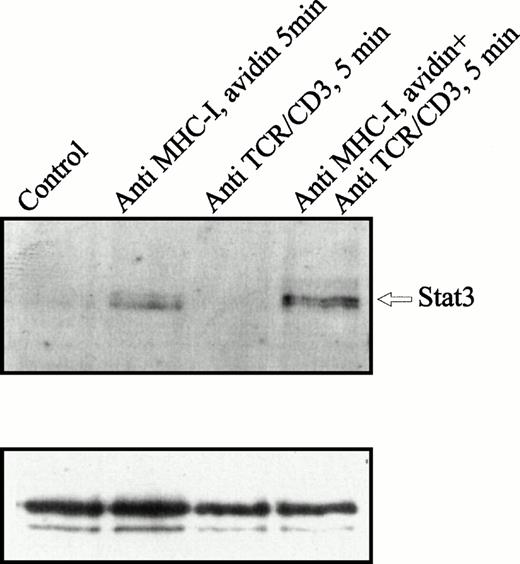 Fig. 2. Immunoprecipitates of Stat-3 obtained from lysates of Jurkat 76.25 cells after MHC-I or TCR/CD3 ligation. Cells (3 × 107) were preincubated with PBS (lane 1) or saturating amounts of anti-β2M Ab (lanes 2 and 4) before exposure to avidin for 5 minutes (lanes 1, 2, and 4) and/or exposed to anti-TCR/CD3 Abs for 5 minutes (lanes 3 and 4). Precipitates were immunoblotted with antiphosphotyrosine Ab (upper panel). Blots were stripped and reprobed with anti–Stat-3 Ab (lower panel).