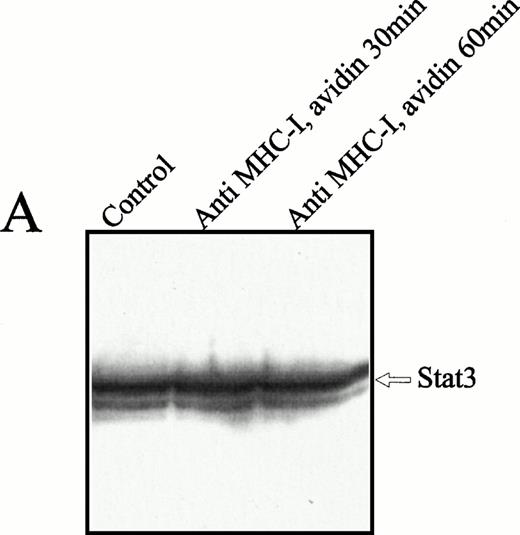 Fig. 4. Anti–Stat-3 immunoblot of the cytoplasmic and nuclear fraction of Jurkat 76.25 cells after MHC-I ligation. Cells (3 × 107) were preincubated with PBS (lane 1) or saturating amounts of anti-β2M Ab (lanes 2 and 3) before exposure to avidin for the indicated time. Cells were separated in a cytoplasmic (A) or nuclear (B) fraction as described in the Materials and Methods. The separated fractions were immunoblotted with anti–Stat-3 Ab.
