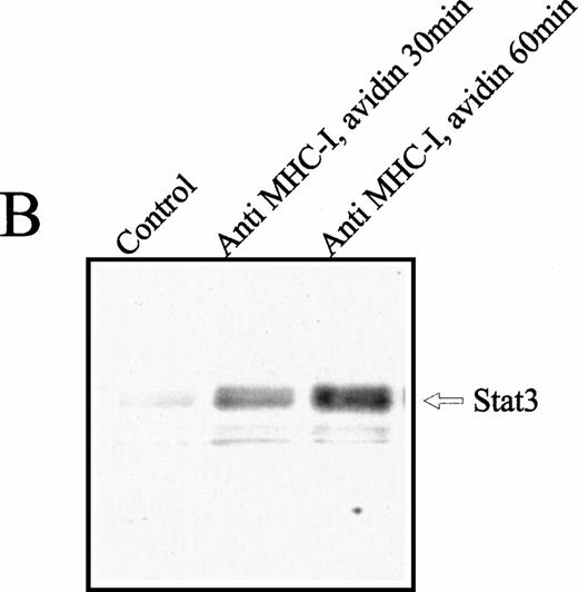 Fig. 4. Anti–Stat-3 immunoblot of the cytoplasmic and nuclear fraction of Jurkat 76.25 cells after MHC-I ligation. Cells (3 × 107) were preincubated with PBS (lane 1) or saturating amounts of anti-β2M Ab (lanes 2 and 3) before exposure to avidin for the indicated time. Cells were separated in a cytoplasmic (A) or nuclear (B) fraction as described in the Materials and Methods. The separated fractions were immunoblotted with anti–Stat-3 Ab.