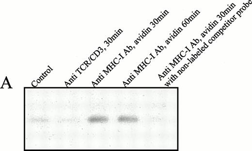 Fig. 5. (A) EMSA analysis of nuclear proteins bound to the M67 hSIE DNA probe after MHC-I or TCR/CD3 ligation. Cells (107) were preincubated with PBS (lane 1) or saturating amounts of anti-β2M Ab (lanes 3 through 5) before exposure to avidin for the indicated time (lanes 1 and 3 through 5) or exposed to anti-TCR/CD3 Ab for 30 minutes (lane 2). Nuclear extracts were subjected to EMSA analysis as described in the Materials and Methods. The shifted DNA was blocked with 50-fold excess nonlabeled DNA (lane 5). (B) The EMSA analysis was performed as described under (A), but the nuclear extract was preincubated for 15 minutes with antibodies before the addition of the labeled M67 probe. Experiments shown in lanes 1 and 2 were preincubated with anti–Stat-3 antibody and those shown in lanes 3 and 4 with isotype control antibody (anti–ISGF-3γ). (C) Precipitation of Stat-3 from the nuclear extract. EMSA nuclear extract was made as described under (A) and precipitated with a biotinylated M67 probe and avidin-coupled agarose as described in the Materials and Methods. Cells (107) were preincubated with PBS (lane 1) or saturating amounts of anti-β2M Ab (lanes 2 through 4) before exposure to avidin for the indicated time (lanes 1 through 4). The precipitate were immunoblotted with anti–Stat-3 Ab.