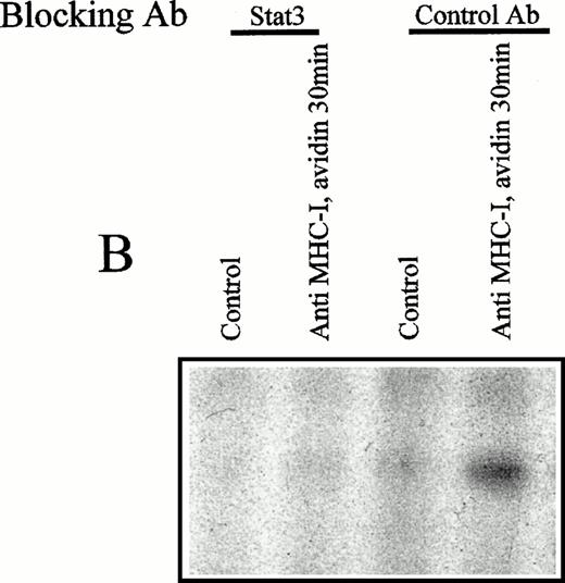 Fig. 5. (A) EMSA analysis of nuclear proteins bound to the M67 hSIE DNA probe after MHC-I or TCR/CD3 ligation. Cells (107) were preincubated with PBS (lane 1) or saturating amounts of anti-β2M Ab (lanes 3 through 5) before exposure to avidin for the indicated time (lanes 1 and 3 through 5) or exposed to anti-TCR/CD3 Ab for 30 minutes (lane 2). Nuclear extracts were subjected to EMSA analysis as described in the Materials and Methods. The shifted DNA was blocked with 50-fold excess nonlabeled DNA (lane 5). (B) The EMSA analysis was performed as described under (A), but the nuclear extract was preincubated for 15 minutes with antibodies before the addition of the labeled M67 probe. Experiments shown in lanes 1 and 2 were preincubated with anti–Stat-3 antibody and those shown in lanes 3 and 4 with isotype control antibody (anti–ISGF-3γ). (C) Precipitation of Stat-3 from the nuclear extract. EMSA nuclear extract was made as described under (A) and precipitated with a biotinylated M67 probe and avidin-coupled agarose as described in the Materials and Methods. Cells (107) were preincubated with PBS (lane 1) or saturating amounts of anti-β2M Ab (lanes 2 through 4) before exposure to avidin for the indicated time (lanes 1 through 4). The precipitate were immunoblotted with anti–Stat-3 Ab.