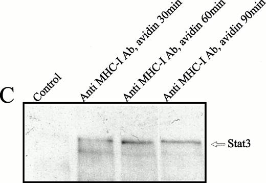 Fig. 5. (A) EMSA analysis of nuclear proteins bound to the M67 hSIE DNA probe after MHC-I or TCR/CD3 ligation. Cells (107) were preincubated with PBS (lane 1) or saturating amounts of anti-β2M Ab (lanes 3 through 5) before exposure to avidin for the indicated time (lanes 1 and 3 through 5) or exposed to anti-TCR/CD3 Ab for 30 minutes (lane 2). Nuclear extracts were subjected to EMSA analysis as described in the Materials and Methods. The shifted DNA was blocked with 50-fold excess nonlabeled DNA (lane 5). (B) The EMSA analysis was performed as described under (A), but the nuclear extract was preincubated for 15 minutes with antibodies before the addition of the labeled M67 probe. Experiments shown in lanes 1 and 2 were preincubated with anti–Stat-3 antibody and those shown in lanes 3 and 4 with isotype control antibody (anti–ISGF-3γ). (C) Precipitation of Stat-3 from the nuclear extract. EMSA nuclear extract was made as described under (A) and precipitated with a biotinylated M67 probe and avidin-coupled agarose as described in the Materials and Methods. Cells (107) were preincubated with PBS (lane 1) or saturating amounts of anti-β2M Ab (lanes 2 through 4) before exposure to avidin for the indicated time (lanes 1 through 4). The precipitate were immunoblotted with anti–Stat-3 Ab.