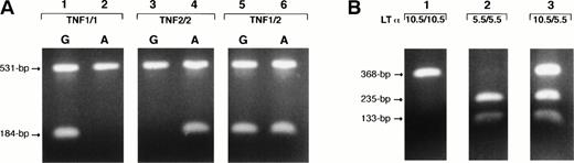 Fig. 1. Identification of the TNF (−308) gene polymorphism with ASPCR (A) and LTα (+252) gene polymorphism with PCR-RFLP (B). Genotypes were identified as homozygous, TNF1/1 or TNF2/2 if the single 184-bp fragment appeared exclusively in the F1-R1 or F1-R2 primer sets' reactions (A, lanes 1 and 2 and 3 and 4, respectively). Genotypes were identified as heterozygous, TNF1/2, if the 184-bp fragment appeared in both F1-R1 and F1-R2 primer sets' reactions (A, lanes 5 and 6). The 531-bp fragment, amplified with F1-R3primers, served as an internal control and competitor for the ASPCR. Lanes 1 through 3 on the (B) show the LTα (+252) polymorphic genotypes. The 368-bp fragment cleaved with Nco I (133- and 235-bp fragments) represented the LTα (5.5) allele, and that not cleaved represented the LTα (10.5) allele. Genotypes were identified as homozygous for LTα (10.5/10.5) if the single 368-bp fragment appeared (B, lane 1) and homozygous for LTα (5.5/5.5) if two 133- and 235-bp fragments were present (B, lane 2). The presence of noncleaved (368 bp) and cleaved fragments (133 and 235 bp) in the same sample identified the heterozygous genotype, LTα (10.5/5.5) (B, lane 3).