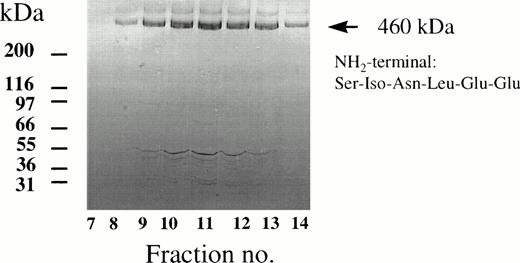 Fig. 1. SDS-gel electrophoresis of ligand affinity-purified human IF-cobalamin receptor/cubilin and determination of its amino-terminal sequence. Elution of the receptor from porcine IF-cobalamin-Sepharose column loaded with Triton-X100–solubilized human renal cortex membranes was performed by changing the pH of the running buffer to 4.0 and adding 5 mmol/L EDTA to the buffer. The determined amino-terminal sequence of the 460-kD protein is indicated. Ten microliters of each fraction was loaded on a 4% to 16% polyacrylamide gel and run under reducing conditions.