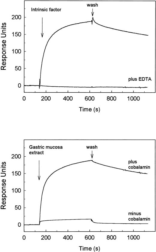 Fig. 2. SPR analysis of the binding of IF-cobalamin to human cubilin. Human cubilin was immobilized to a sensor chip, and the on and off rates for ligand binding were recorded on a BIAcore 2000. The arrows indicate the start of flow with ligand (association phase) and the start of wash with buffer alone (dissociation phase). The recorded sensorgrams in the upper panel show binding of 400 nmol/L porcine intrinsic factor in normal flow buffer with 0.5 mmol/L free Ca2+ and the absence of binding when 5 mmol/L EDTA was added to the flow buffer. The lower panel shows binding activity of diluted porcine gastric mucosa extract (114 μg protein/mL) with and without saturation with cobalamin. The sensorgrams display the values after subtraction of the values from the same recordings on a blank chip.