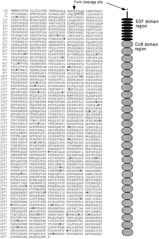 Fig. 3. The primary structure of human cubilin as translated from cDNA clones. The predicted signal sequence is shown in italic type. The amino-terminal defined by protein sequencing is underlined. Potential N-glycosylation sites are shown in bold type. The figure on the right side represents the organization of extracellular modules. Their positions correspond to the sequence to the left. The mass of the peptide of the precursor is 396.280 kD and 395.041 kD after cleavage at the furin recognition site, thus suggesting that carbohydrate accounts for approximately 14% of the processed 460-kD glycoprotein.