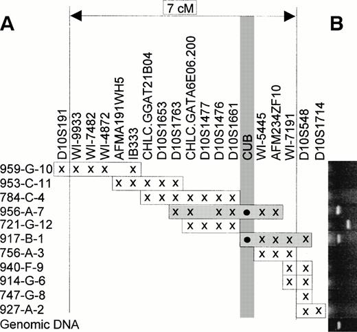Fig. 5. PCR-screening of YAC contig between markers D10S191 and D10S548. (A) The inferred position of the cubilin gene (designatedCUB) between D10S1661 and WI-5445. The individual YACs and their genetic marker content (x) are arranged essentially as in the Whitehead WC10.1 contig. (B) Agarose gels aligned to the individual YAC clones, with CUB-specific PCR fragments corresponding to YACs 956a7 and 917b1. The bottom lane is genomic test DNA. The incorrectly sized PCR fragment in lane 721g12 is scored as negative (see text).