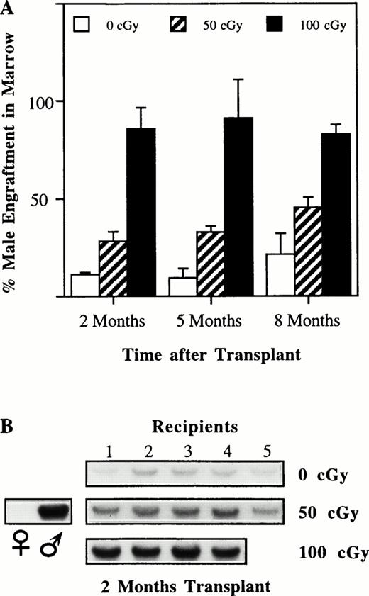 Fig. 2. Female recipient mice were killed at 2, 5, and 8 months after 0, 10, 50, 100 cGy. (A) Male marrow engraftment over time. (B) Southern blot showing 2-month time point. Kruskal-Wallis analysis and Cuzick two-sided test for trend over time showed that engraftment was sustained (eg, no downward trend) for bone marrow and spleen (not shown). Thymic engraftment (not shown) showed a modest decrease over time (P < .05 for all levels of irradiation).