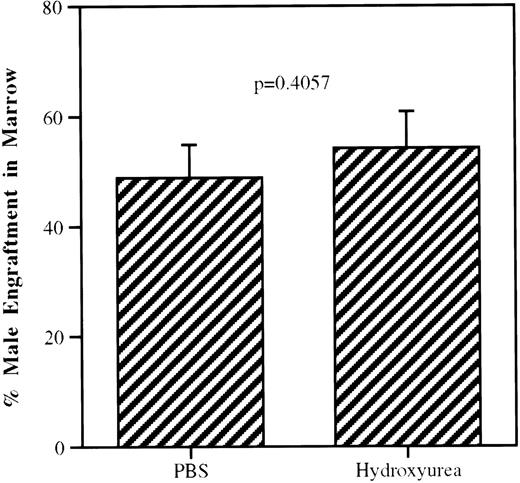 Fig. 6. Effect of hydroxyurea on donor stem cell engraftment in hosts irradiated with 100 cGy. To selectively kill cells transiting S phase, donor male BALB/c mice received an injection of 900 mg/kg hydroxyurea 3 hours before death. Mice injected with PBS constituted the control donor group. The two cell populations were infused into separate groups of irradiated (100 cGy) female hosts and the percentage of male cells in female host marrow was assessed 8 weeks after cellular infusion. Actively cycling cells will be killed by hydroxyurea and noncycling cells will be spared. The present results are from two experiments with 5 mice per experiment and show no significant differences, indicating that the engrafting cells were quiescent.