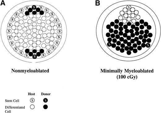 Fig. 8. Model of competitive stem cell engraftment into (A) normal (nonirradiated host) and (B) minimally irradiated host (100 cGy).