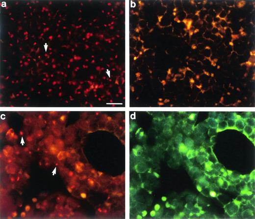 Fig. 3. In situ hybridization of femoral marrow sections. (a) Balb/c male control showing Y-chromosome specific signal (arrows). (b) Balb/c female control showing Y-chromosome negative cells. (c) Balb/c female transplant recipient 6 months after receiving 100 cGy and 40 × 106 Balb/c male marrow cells. (d) Same as (c) except excited with UV. The transplant resulted in 81% marrow chimerism as determined by Southern blot analysis. Arrows indicated positive marrow cells of donor origin. Scale bar for (a) through (d) = 30 μm.
