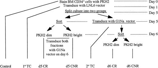 Fig. 1. Schema of the experimental design used for transducing CNR cells on d5 and d6. A total of 6 experiments were performed for these studies. In 4, the retroviral vector LNL6 was used on d1 and the vector G1Na on d5 and d6. In the other 2 experiments, the sequence was reversed. The schema presented here depicts the sequence of experimental steps used when cells were transduced with LNL6 on d1 and with G1Na on d5 and d6.