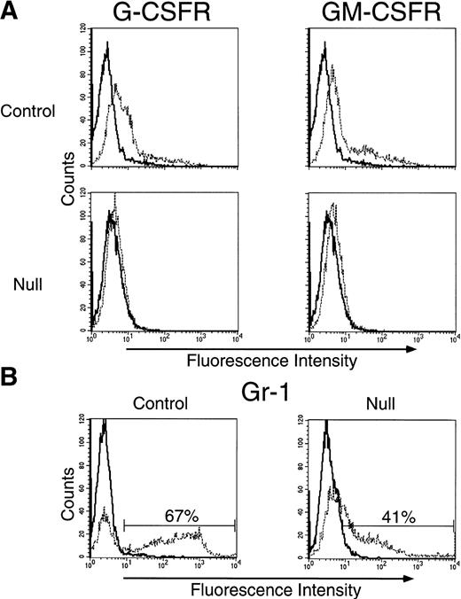 Fig. 2. Binding of the PE-labeled myeloid growth factors G- and GM-CSF to cultured PU.1 null cells was minimal. Cells were prepared directly from liver of control and PU.1 null neonatal mice and cultured in the presence of IL-3, GM-CSF, and G-CSF for 9 days to expand populations of Gr-1+ cells. Wild-type and PU.1 deficient cells were harvested, live cells enriched over a density gradient and then analyzed for the presence of receptors for G-CSF (G-CSFR), and for GM-CSF (GM-CSFR) by the binding of PE-conjugated G-CSF or GM-CSF (A) or for the neutrophil specific marker Gr-1 (B). (A) PE-control staining (—); PE-conjugated G-CSF or GM-CSF binding (- - -). (B) Irrelevant control antibody staining (—); specific anti-Gr-1 antibody staining (- - -).