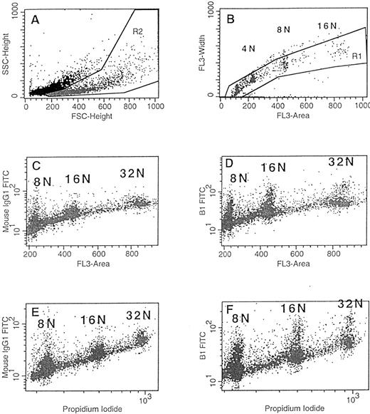 Fig. 4. Expression of cyclin B1 in polyploid MKs. Cultures were performed as described in Fig 1. At day 8, cells were labeled by an anti-cyclin B1 MoAb (D and F) or an isotype control (FITC, FL1; C and E) and propidium iodide (FL3). Cells (10,000 8N cells) were acquired in a gate R1 (FL3A v FL3W; B) intersected with a gate R2 (FSCv SSC; A) to eliminate cell aggregates and cell debris. Ploidy was studied using simultaneously linear (FL3A; C and D) or logarithmic (FL3H; E and F) amplifiers. A specific labeling with the anti-cyclin B1 Moab is shown on (D) and (F) at the level of the 8N, 16N, and 32N peaks. No labeling is present in the S phases from 8N to 16N or from 16N to 32N.