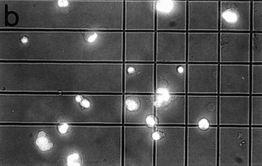 Fig. 6. Examination of sorted MKs. After 8 days of culture, the cells were sorted on their CD41 expression and on their ploidy by Hoechst staining into two cell fractions corresponding to 2N-4N and >4N MKs. The quality of the sorted cells was checked by examination with a fluorescence microscope (original magnification × 100) under UV light (a and b). The polyploid fraction with multilobulated nuclei (b) was slightly contamined by some cell agregates. In the 2N-4N fraction (a), the cells were smaller. Cells were also reanalyzed by flow cytometry. A typical experiment is shown in (c), (d), and (e). In (c), the ploidy histogram of the CD41+ cells before sorting is shown with 14% >4N MKs. The ploidy histogram of the 2N-4N cell fraction is shown in (d). The purity of this fraction is greater than 99.9%. In (e), the ploidy histogram of >4N is shown with a purity of greater than 93%. It is noteworthy that contaminant cells (5%) are only 2N cells. The width of the peak is slightly larger than in the unfractionated cells due to a slight efflux of the Hoechst during cell sorting.