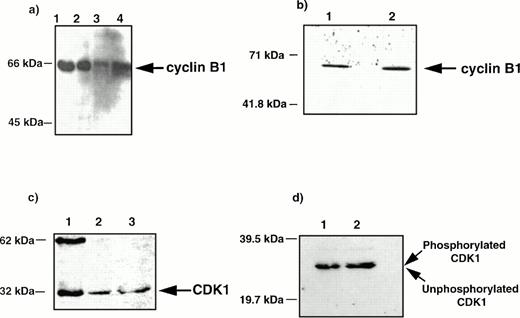 Fig. 7. Expression of cyclin B1 and CDK1 proteins in polyploid MKs. Experiments were performed as described in Fig 6. Western blot analysis was performed with a polyclonal antibody directed against cyclin B1 and an MoAb against CDK1. The experiments were performed with the proteins derived from the same number of cells (a and c) or with the same amounts of proteins (b and d). Expression of cyclin B1 in MKs (a and b). (a) Lane 1, UT-7 cell line transfected with c-mpl(UT-7-c-mpl) and grown with PEG-rhuMGDF; lane 2, UT-7-mpl grown with PEG-rhuMGDF and synchronized with nocodazole; lane 3, 2N-4N MKs; lane 4, >4N MKs. (b) Lane 1, 2N-4N MKs; lane 2, >4N MKs. Expression of CDK1 in MKs (c and d). (c) Lane 1, UT-7-c-mpl cell line as positive control; lane 2, 2N-4N MKs; lane 3, >4N MKs. (d) Lane 1, 2N-4N MKs; lane 2, >4N MKs.