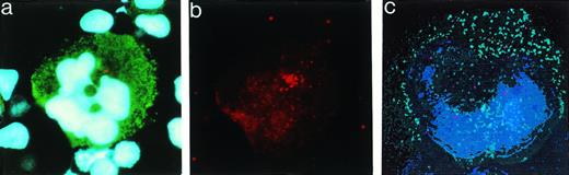 Fig. 1. Polyploid MKs have several centrioles. CD34+ cells purified from blood cytapheresis or bone marrow were grown in the presence of PEG-rhuMGDF and SCF or PEG-rhuMGDF alone. At day 8, cells were recovered, cytocentrifuged, fixed, and permeabilized. Cells were double-labeled by indirect immunofluorescence and the DNA was counterstained by the Hoechst dye. Cells were examined with a conventional fluorescence microscope (a and b) and by confocal microscopy (c). (a) Observation with a combination of filters permitting simultaneous visualization of FITC and Hoechst staining. Labeling with an MK-specific antibody directed toward vWF (FITC) shows a granular pattern. Original magnification × 1,000. (b) Centrioles appear as red spots (TRITC) in the cytoplasm. These spots (∼16) appear to be clustered in the Golgi area of this MK. (c) Centrioles (red) are better observed by a confocal microscopy and can be seen to be scattered in the cytoplasm of the MK. Original magnification × 2,000.
