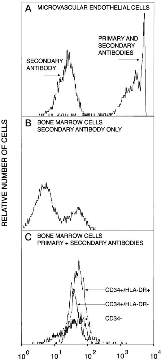 Fig. 2. Expression of vWf by CD34-immunoadsorption column purified marrow cells. Bone marrow cells adhering to the CD34-immunoadsorption column and control microvascular endothelial cells were stained for CD34, HLA-DR, and vWf and analyzed by flow cytometry, as described in the Materials and Methods. (A) Microvascular endothelial cells stained with either vWf antibody plus FITC-conjugated secondary antibody or with the FITC-conjugated secondary antibody; (B) bone marrow cells stained with the FITC-conjugated secondary antibody; (C) bone marrow cells stained with vWf antibody plus FITC-conjugated secondary antibody.