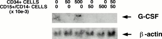 Fig. 5. CD34+ cells stimulate stromal G-CSF mRNA. The indicated numbers of FACS-sorted CD34+ cells, CD15+/CD14− cells, or both together were plated in transwell inserts above stromal feeders for 24 hours before obtaining stromal cell RNA. (A) Northern analysis, showing increased stromal G-CSF mRNA in the presence of CD34+ cells. (B) RT-PCR–amplified products resolved on 1.5% agarose gel, showing a dose-dependent increase in G-CSF mRNA transcripts with increasing numbers of CD34+ cells. The positive control was the specified 470 bp cDNA product of human G-CSF obtained from Clontech. The 353-bp amplified product of β-actin is shown as an internal control for RNA.