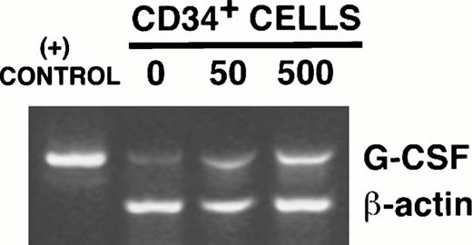 Fig. 5. CD34+ cells stimulate stromal G-CSF mRNA. The indicated numbers of FACS-sorted CD34+ cells, CD15+/CD14− cells, or both together were plated in transwell inserts above stromal feeders for 24 hours before obtaining stromal cell RNA. (A) Northern analysis, showing increased stromal G-CSF mRNA in the presence of CD34+ cells. (B) RT-PCR–amplified products resolved on 1.5% agarose gel, showing a dose-dependent increase in G-CSF mRNA transcripts with increasing numbers of CD34+ cells. The positive control was the specified 470 bp cDNA product of human G-CSF obtained from Clontech. The 353-bp amplified product of β-actin is shown as an internal control for RNA.
