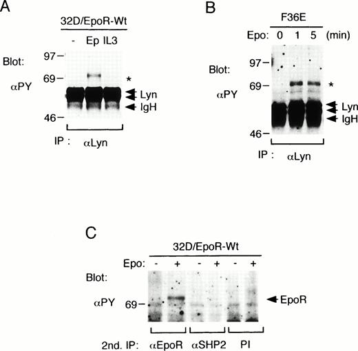 Fig. 1. Lyn associates with the tyrosine-phosphorylated EpoR in hematopoietic cell lines. (A) 32D/EpoR-Wt cells, a clone of IL-3–dependent 32D cell line expressing the transfected wild-type murine EpoR cDNA, were starved overnight and left unstimulated (−) or stimulated with 100 U/mL of Epo (Ep) or 25 ng/mL of IL-3 (IL3) for 5 minutes at 37°C before solubilization. Cell lysates were immunoprecipitated with anti-Lyn. Immunoprecipitates were resolved by SDS-PAGE and subjected to immunoblotting with an antiphosphotyrosine monoclonal antibody, 4G10 (αPY). (B) A human erythroleukemic cell line, F36E, was starved overnight and stimulated with 100 U/mL Epo for the indicated times. Cells were then lysed and analyzed as described above. (C) 32D/EpoR-Wt cells were left unstimulated or stimulated with Epo, as indicated. Cells were then lysed and immunoprecipitated with anti-Lyn. Anti-Lyn immunoprecipitates were then subjected to a second immunoprecipitation with anti-EpoR, anti-SHP-2, or preimmune serum (PI), as indicated, and analyzed by antiphosphotyrosine (αPY) immunoblotting. A 72-kD phosphotyrosyl protein that coimmunoprecipitates with Lyn from Epo-stimulated cell lysates is indicated with an asterisk. The positions of EpoR, Lyn, and the Ig heavy chain (IgH) are indicated. The molecular weight markers are indicated and given in kilodaltons.