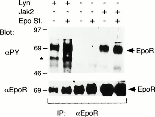 Fig. 2. Lyn induces tyrosine phosphorylation of the EpoR in COS7 cells. In COS7 cells, the EpoR was transiently coexpressed with Lyn or Jak2, as indicated. Transfected cells were either stimulated with 100 U/mL Epo for 5 minutes or left unstimulated, as indicated (Epo st. + or −, respectively). Cells were lysed and immunoprecipitated with anti-EpoR. Immunoprecipitates were analyzed by antiphosphotyrosine (αPY) immunoblotting followed by reprobing with anti-EpoR, as indicated. A coimmunoprecipitated phosphotyrosyl protein that corresponds in size to Lyn is indicated with an asterisk.