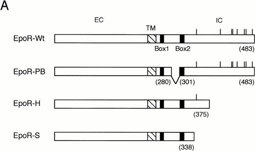Fig. 3. Binding of LynA and LynB to various mutant EpoRs in COS7 cells. (A) Schematic representation of EpoR mutants used in binding studies in COS7 cells. The transmembrane domain (TM) is represented with a hatched box, whereas the conserved sequence motifs, Box1 and Box2, are represented with solid boxes. The positions of eight tyrosine residues in the cytoplasmic region are indicated with vertical lines. Numbers in parentheses indicate the amino acid number at the carboxy terminus of the EpoR or at the sites of truncation. EC, extracellular region; IC, intracellular region. (B and C) The wild-type (W) or mutant EpoRs (H, S, or PB) were coexpressed with both LynA and LynB in COS7 cells, as indicated. Cells were lysed and immunoprecipitated with anti-Lyn or anti-EpoR, as indicated. Immunoprecipitates were subjected to immunoblotting with indicated antibodies. (D and E) LynA (A) or LynB (B) was coexpressed with the wild-type EpoR in COS7 cells, as indicated, and examined as described above.