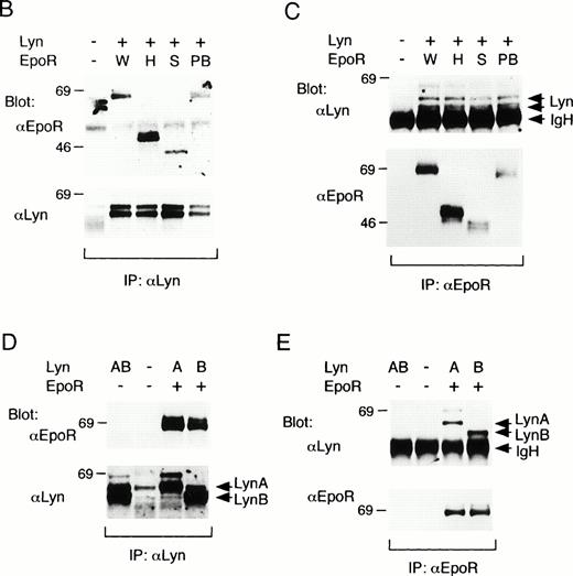Fig. 3. Binding of LynA and LynB to various mutant EpoRs in COS7 cells. (A) Schematic representation of EpoR mutants used in binding studies in COS7 cells. The transmembrane domain (TM) is represented with a hatched box, whereas the conserved sequence motifs, Box1 and Box2, are represented with solid boxes. The positions of eight tyrosine residues in the cytoplasmic region are indicated with vertical lines. Numbers in parentheses indicate the amino acid number at the carboxy terminus of the EpoR or at the sites of truncation. EC, extracellular region; IC, intracellular region. (B and C) The wild-type (W) or mutant EpoRs (H, S, or PB) were coexpressed with both LynA and LynB in COS7 cells, as indicated. Cells were lysed and immunoprecipitated with anti-Lyn or anti-EpoR, as indicated. Immunoprecipitates were subjected to immunoblotting with indicated antibodies. (D and E) LynA (A) or LynB (B) was coexpressed with the wild-type EpoR in COS7 cells, as indicated, and examined as described above.