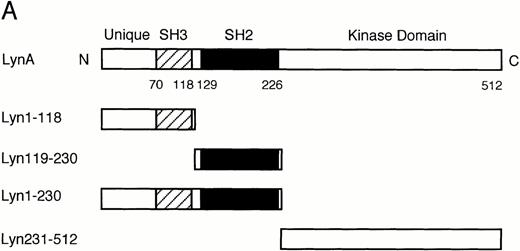 Fig. 4. In vitro binding studies with GST-Lyn fusion proteins. (A) Schematic representation of LynA and recombinant Lyn proteins used in in vitro binding studies. The SH3 and SH2 domains are represented by hatched and solid boxes, respectively. Amino acid numbers are shown under Lyn. (B) Cell lysate from parental 32D (EpoR −) or 32D/EpoR-Wt (EpoR +) cells, which were unstimulated or stimulated with Epo as indicated (Epo st. − or +, respectively), was incubated with GST-Lyn fusion proteins indicated below the panel. Affinity-purified proteins were resolved by SDS-PAGE and subjected to anti-EpoR immunoblotting. The tyrosine-phosphorylated 72-kD EpoR as well as the 62- to 66-kD forms of the EpoR is indicated. (C)Cell lysate from Epo-stimulated or unstimulated 32D/EpoR-Wt was incubated with GST (C) or GST-Lyn fusion proteins indicated below the panel. Affinity-purified proteins were subjected to antiphosphotyrosine immunoblotting followed by reprobing with anti-EpoR and anti-Jak2, as indicated. (D) 32D/EpoR-Wt cells were starved overnight and stimulated with 100 U/mL of Epo for 5 minutes or left unstimulated, as indicated, before solubilization. Cell lysates were immunoprecipitated with anti-EpoR or anti-Jak2 (as indicated), resolved by SDS-PAGE, and electrotransferred onto a PVDF membrane. The membrane was probed with GST-Lyn119-230 followed by detection with anti-GST immunoblotting. The membrane was then reprobed with GST-Lyn1-118, GST-Lyn231-512, GST (C), antiphosphotyrosine (αPY), and the antibody used for immunoprecipitation, as indicated. (E) Cell lysate from Epo-stimulated 32D/EpoR-Wt was mixed with synthetic phosphopeptides (200 μmol/L) corresponding to potential tyrosine phosphorylation sites, as indicated, and incubated with GST-Lyn119-230. Proteins bound to GST-Lyn119-230 were then subjected to immunoblotting with anti-EpoR. (F) Cell lysate from Epo-stimulated 32D/EpoR-Wt was mixed with indicated concentrations of the Y-464 and Y479 phosphopeptides, as indicated, or the unphosphorylated equivalent of Y-479 polypeptide (479DP) and analyzed as described above.