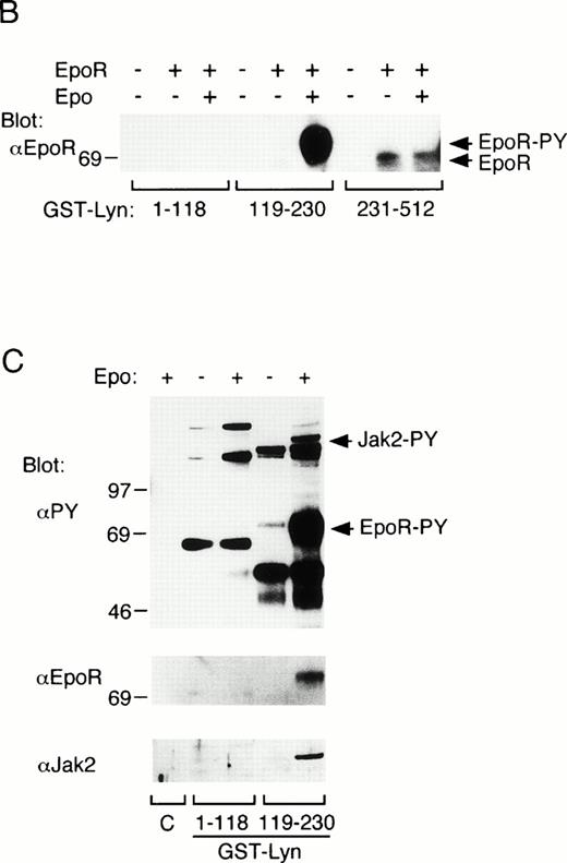 Fig. 4. In vitro binding studies with GST-Lyn fusion proteins. (A) Schematic representation of LynA and recombinant Lyn proteins used in in vitro binding studies. The SH3 and SH2 domains are represented by hatched and solid boxes, respectively. Amino acid numbers are shown under Lyn. (B) Cell lysate from parental 32D (EpoR −) or 32D/EpoR-Wt (EpoR +) cells, which were unstimulated or stimulated with Epo as indicated (Epo st. − or +, respectively), was incubated with GST-Lyn fusion proteins indicated below the panel. Affinity-purified proteins were resolved by SDS-PAGE and subjected to anti-EpoR immunoblotting. The tyrosine-phosphorylated 72-kD EpoR as well as the 62- to 66-kD forms of the EpoR is indicated. (C)Cell lysate from Epo-stimulated or unstimulated 32D/EpoR-Wt was incubated with GST (C) or GST-Lyn fusion proteins indicated below the panel. Affinity-purified proteins were subjected to antiphosphotyrosine immunoblotting followed by reprobing with anti-EpoR and anti-Jak2, as indicated. (D) 32D/EpoR-Wt cells were starved overnight and stimulated with 100 U/mL of Epo for 5 minutes or left unstimulated, as indicated, before solubilization. Cell lysates were immunoprecipitated with anti-EpoR or anti-Jak2 (as indicated), resolved by SDS-PAGE, and electrotransferred onto a PVDF membrane. The membrane was probed with GST-Lyn119-230 followed by detection with anti-GST immunoblotting. The membrane was then reprobed with GST-Lyn1-118, GST-Lyn231-512, GST (C), antiphosphotyrosine (αPY), and the antibody used for immunoprecipitation, as indicated. (E) Cell lysate from Epo-stimulated 32D/EpoR-Wt was mixed with synthetic phosphopeptides (200 μmol/L) corresponding to potential tyrosine phosphorylation sites, as indicated, and incubated with GST-Lyn119-230. Proteins bound to GST-Lyn119-230 were then subjected to immunoblotting with anti-EpoR. (F) Cell lysate from Epo-stimulated 32D/EpoR-Wt was mixed with indicated concentrations of the Y-464 and Y479 phosphopeptides, as indicated, or the unphosphorylated equivalent of Y-479 polypeptide (479DP) and analyzed as described above.