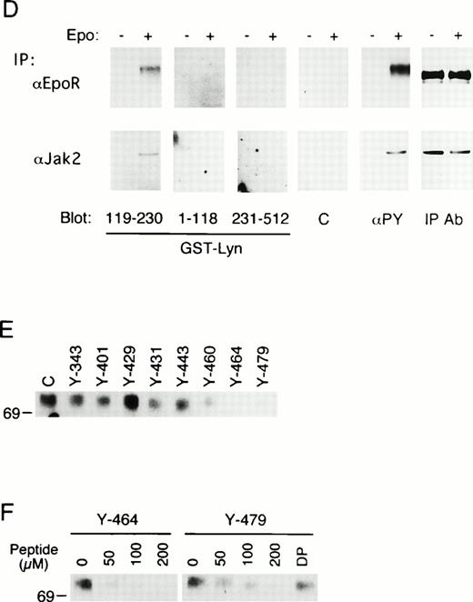Fig. 4. In vitro binding studies with GST-Lyn fusion proteins. (A) Schematic representation of LynA and recombinant Lyn proteins used in in vitro binding studies. The SH3 and SH2 domains are represented by hatched and solid boxes, respectively. Amino acid numbers are shown under Lyn. (B) Cell lysate from parental 32D (EpoR −) or 32D/EpoR-Wt (EpoR +) cells, which were unstimulated or stimulated with Epo as indicated (Epo st. − or +, respectively), was incubated with GST-Lyn fusion proteins indicated below the panel. Affinity-purified proteins were resolved by SDS-PAGE and subjected to anti-EpoR immunoblotting. The tyrosine-phosphorylated 72-kD EpoR as well as the 62- to 66-kD forms of the EpoR is indicated. (C)Cell lysate from Epo-stimulated or unstimulated 32D/EpoR-Wt was incubated with GST (C) or GST-Lyn fusion proteins indicated below the panel. Affinity-purified proteins were subjected to antiphosphotyrosine immunoblotting followed by reprobing with anti-EpoR and anti-Jak2, as indicated. (D) 32D/EpoR-Wt cells were starved overnight and stimulated with 100 U/mL of Epo for 5 minutes or left unstimulated, as indicated, before solubilization. Cell lysates were immunoprecipitated with anti-EpoR or anti-Jak2 (as indicated), resolved by SDS-PAGE, and electrotransferred onto a PVDF membrane. The membrane was probed with GST-Lyn119-230 followed by detection with anti-GST immunoblotting. The membrane was then reprobed with GST-Lyn1-118, GST-Lyn231-512, GST (C), antiphosphotyrosine (αPY), and the antibody used for immunoprecipitation, as indicated. (E) Cell lysate from Epo-stimulated 32D/EpoR-Wt was mixed with synthetic phosphopeptides (200 μmol/L) corresponding to potential tyrosine phosphorylation sites, as indicated, and incubated with GST-Lyn119-230. Proteins bound to GST-Lyn119-230 were then subjected to immunoblotting with anti-EpoR. (F) Cell lysate from Epo-stimulated 32D/EpoR-Wt was mixed with indicated concentrations of the Y-464 and Y479 phosphopeptides, as indicated, or the unphosphorylated equivalent of Y-479 polypeptide (479DP) and analyzed as described above.